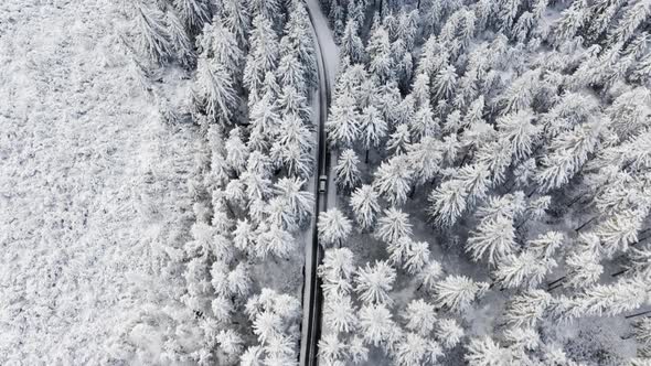 Tall Pine Trees By the Side of the Road and a Car Passing Through During Winter alt