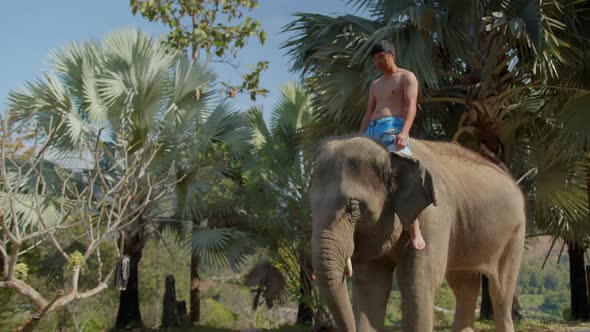 Asian male tourist have great experience riding elephant on nature tour with fun alt