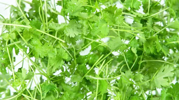 Super Slow Motion Shot of Flying Fresh Coriander Towards Camera at 1000 Fps. alt