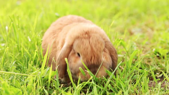 Lop-eared rabbit jumps on the lawn and chews the grass. Dwarf rabbit breed ram at sunset. 