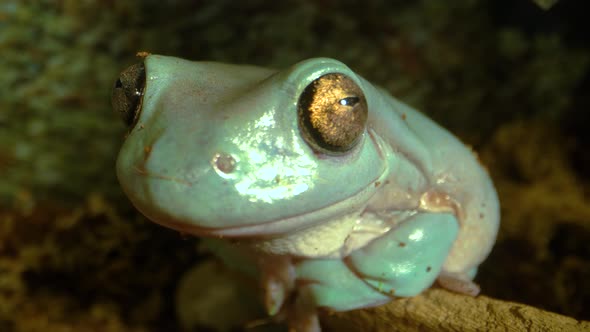 Australian Green Tree Frog Sitting Against Wooden Snag in Black Background. Close Up alt