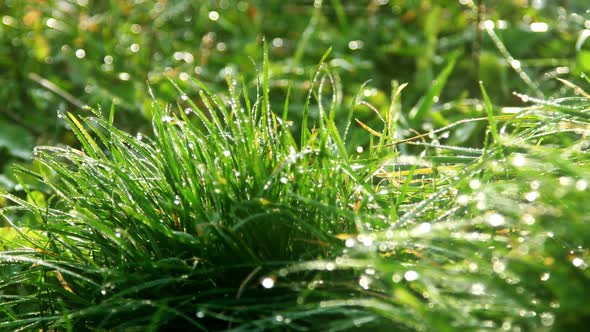 Green Grass with Sparkling Morning Dew
