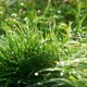 Green Grass with Sparkling Morning Dew - VideoHive Item for Sale
