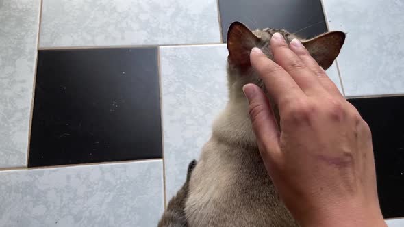Female Hand Petting Abyssinian Cat Cute Domestic Pet Beautiful Animal Pov