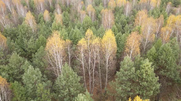 Beautiful Forest with Trees in an Autumn Day alt