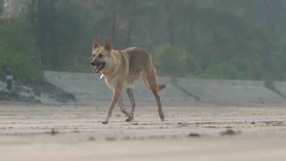 cute Alsatian german shepherd dog trotting on sandy beach slow