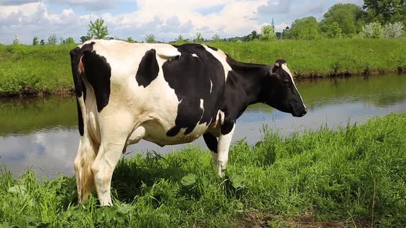 cow stands on the river bank alt