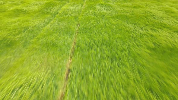Green Agricultural Wheat Field