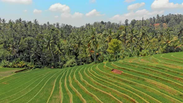 Rice Terraces Paddy alt