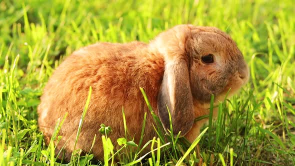 Dwarf rabbit breed ram at sunset. Summer day.