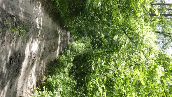 Vertical Video of Green Forest By Day alt