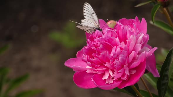 Butterfly and Pink Peony