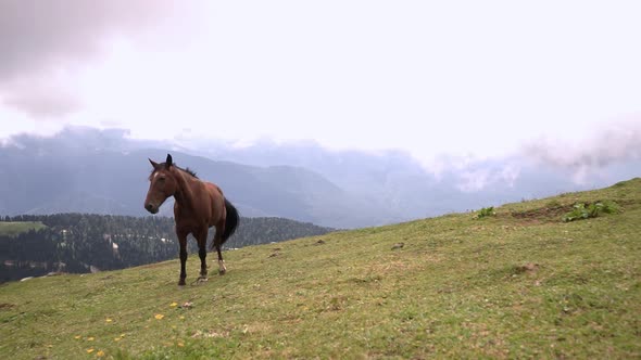 horse grazing in the meadow or mountains. Beautiful view of the natural landscape, green meadow. 
