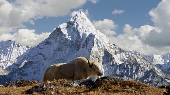 White Yak in the Nepalese Himalayas alt