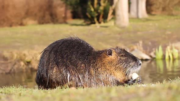 Nutria Myocastor Coypus or River Rat in the Wild Near the River alt