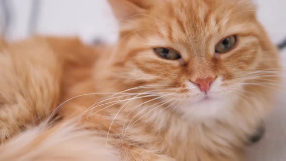 Cute Ginger Cat Has a Nap on White Couch. Fluffy Pet Purring with Pleasure. Cozy Home. alt