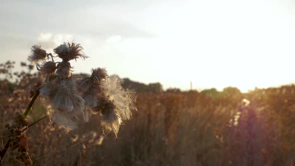 Wide shot of fluffy thistle seeds gently swaying in the breeze while the sun sets behind. alt