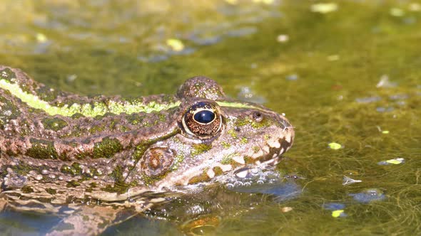 Green Frog in the River. Close-Up. Portrait Face of Toad in Water with Water Plants alt