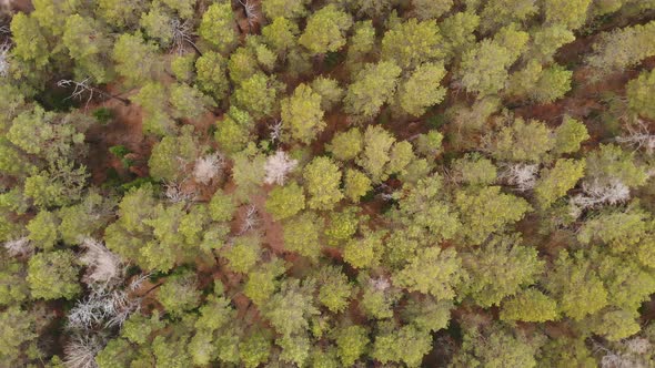 Aerial Shot of Autumn Forest in Siberian Natural Park Stolby