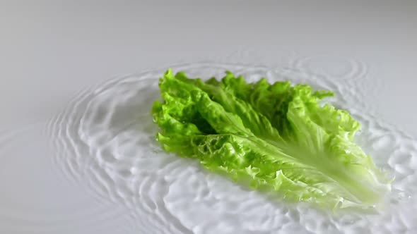 Lettuce Leaf Falls Into the Water