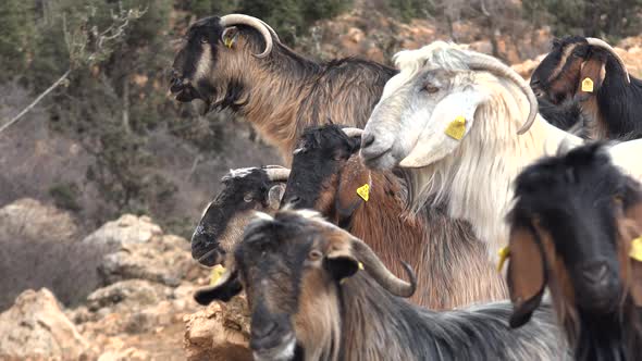 A Mixed Color Herd of Goats are Waiting and Looking in Same Direction alt