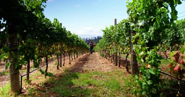 Wide angle view of farmer holding a fruits and vegetables basket alt
