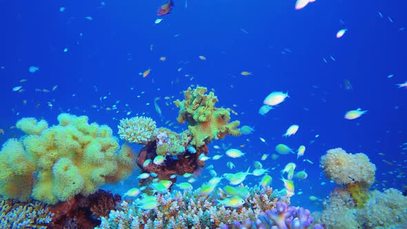 Reef Marine Life alt