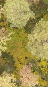 Vertical Video of a Forest in an Autumn Day alt