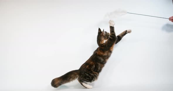 Brown Tortie Blotched Tabby and White Maine Coon Domestic Cat, Female playing White Background, alt