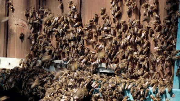 A lot of bees returning to bee hive and entering beehive with collected floral nectar alt