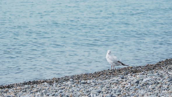 Seagull on a Rocky Beach. White Sea Bird Stays By the Sea Surf. Sochi, Russia. alt