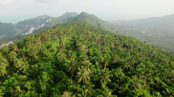 Aerial view over palm trees tropical forest in Ko Samui mountains, Thailand, natural landscape alt