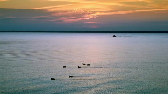 Ducks and ducklings float on the river on a summer day.