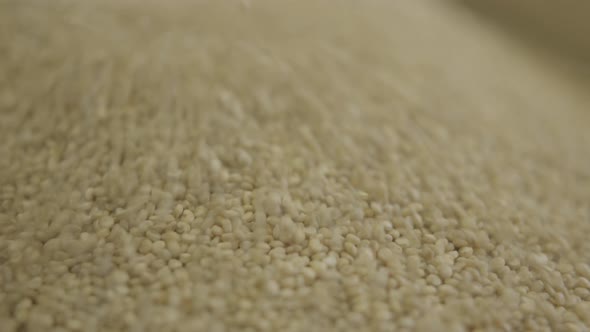 Close-up of Raw Corn Beans Rolling Down on Shelf in Grocery. Beige Fresh Edible Crop for Sale in alt