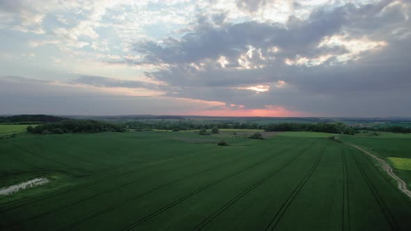 Aerial Shot of Wheat Field in a Countryside During Sunset with Dramatic Sky