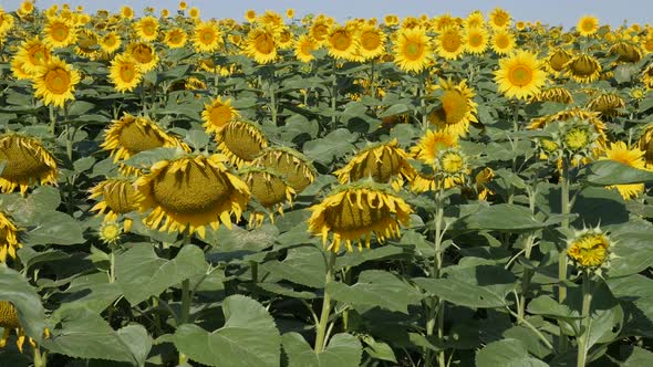 Walk nearby sunflower Helianthus annuus plant field slow-mo video
