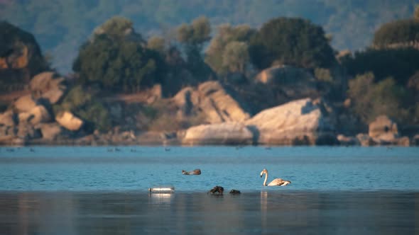 Garbage Waste and Flamingo in the Lake alt
