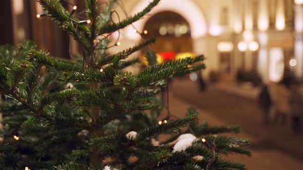 Christmas Tree on Street in Evening
