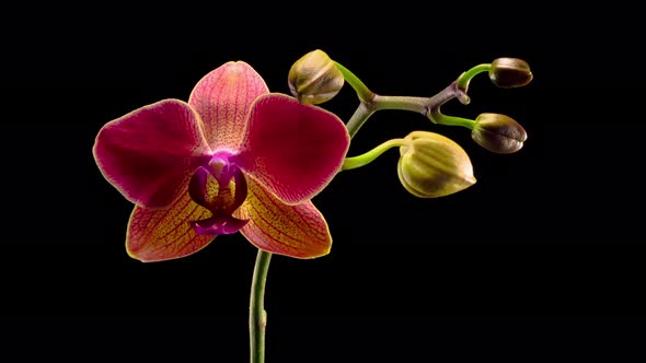 Blooming Red Orchid Phalaenopsis Flower alt