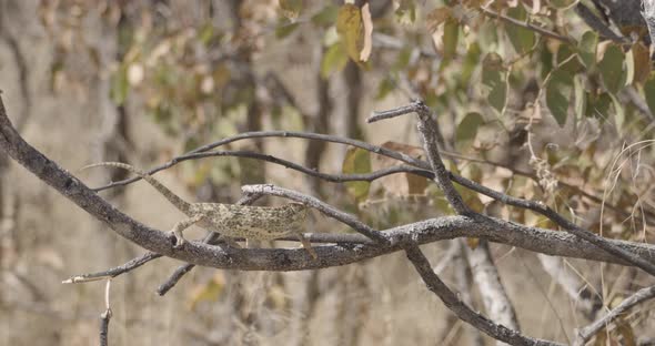 Chameleon Swinging Like Leaves