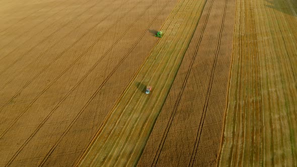 Harvester combine and driving truck with grain in agriculture wheat field. Aerial view. Harvesting