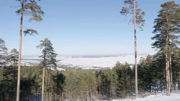 Coniferous woods on Zlatibor mountain ranges slow tilt  3840X2160 UHD footage - First snow covers  c alt