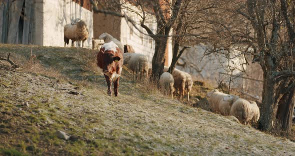 A Cute Little Cattle Walking Towards the Camera with a Flock of Sheep Behind It