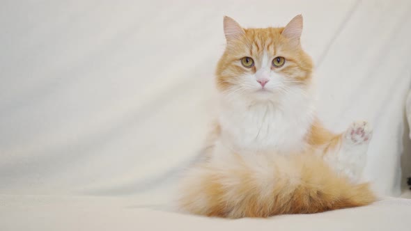 Fluffy Red Cat with a White Chest Sits on a Sofa with a Raised Hind Paw alt