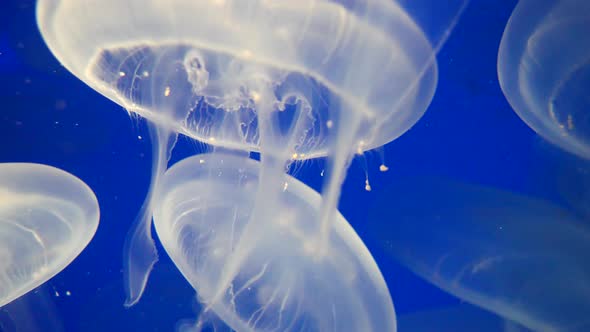 Close up shot white Jellyfish hovering undersea lighting by sun alt