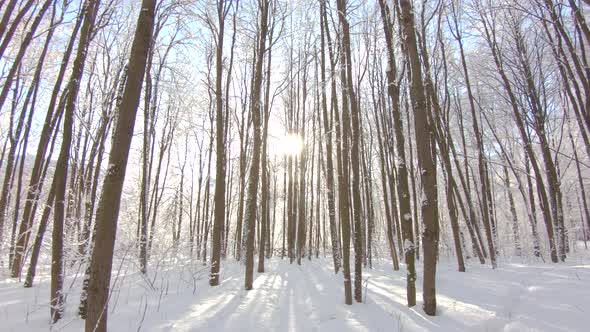 Snow-covered trees in winter forest. Slow motion, steadicam shot