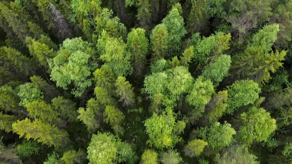 Aerial Top Down View on Forest in the Summer, Drone Shot Flying Over Tree Tops, Nature Background