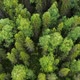 Aerial Top Down View on Forest in the Summer, Drone Shot Flying Over Tree Tops, Nature Background - VideoHive Item for Sale