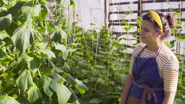 Gardener in Apron Checks Cucumbers Ripening on Large Bush