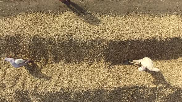 Workers Mix Harvesting Products Such as Cereal With Shovel and Dry Them in the Sun alt